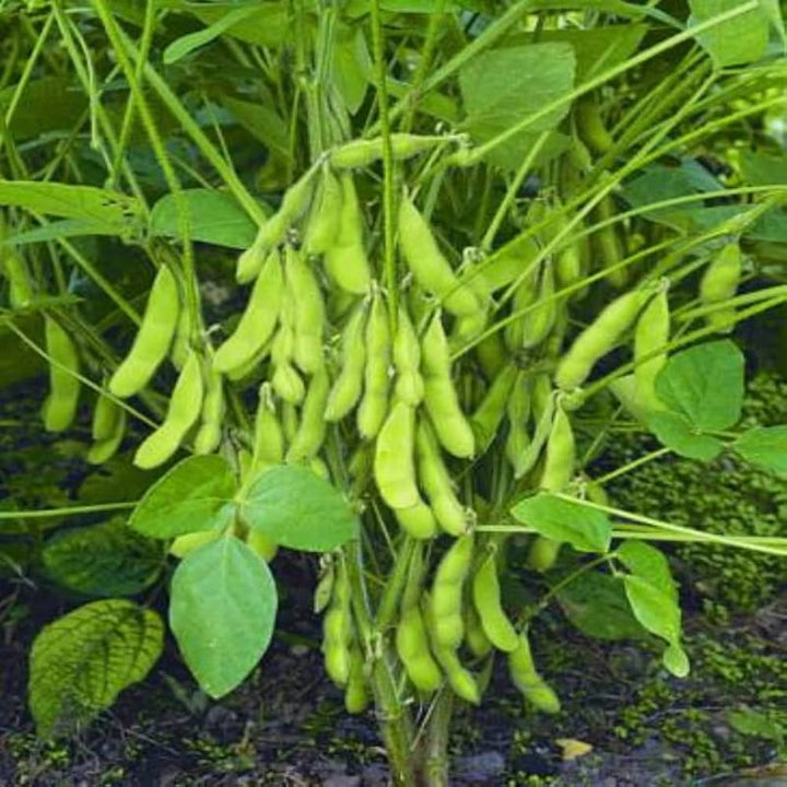 Green Soybean Vegetable Seeds for Planting – Heirloom & Non-GMO Garden Seeds