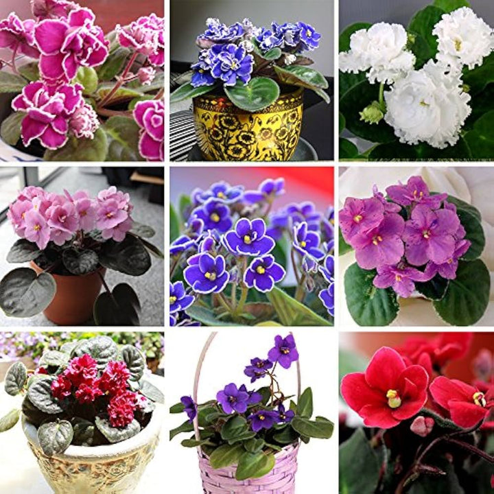 Multi-Colour Mini Violet Flower Seeds for Planting – Heirloom, Non-GMO, High Germination Organic Garden Seeds
