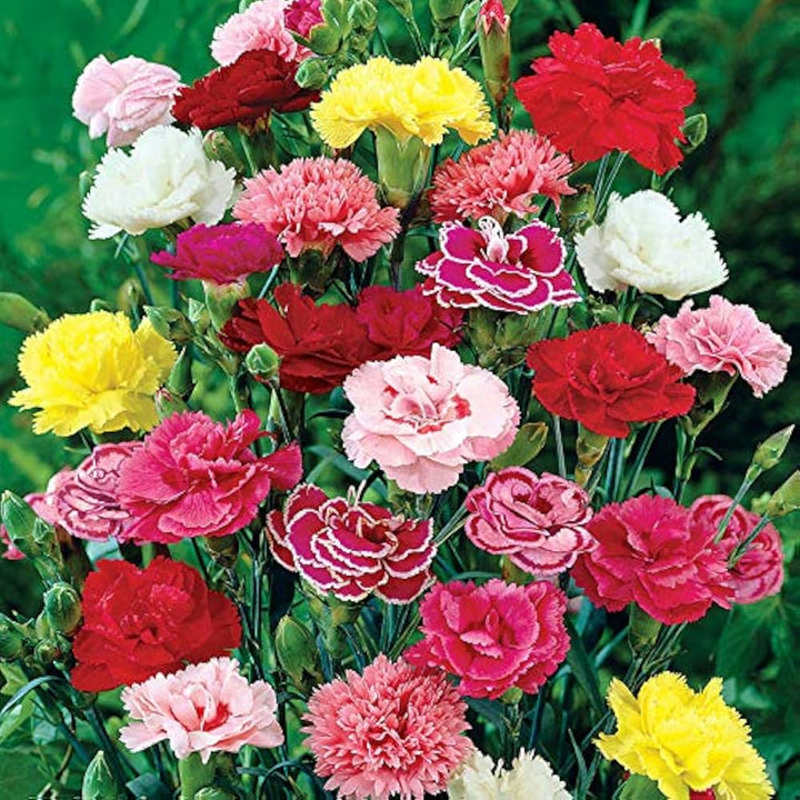 Mixed Carnation Flower Seeds for Planting – Heirloom, Non-GMO, High Germination Organic Garden Seeds