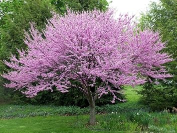 Flower Seeds, Seeds,Seeds For Planting,Plant Seeds