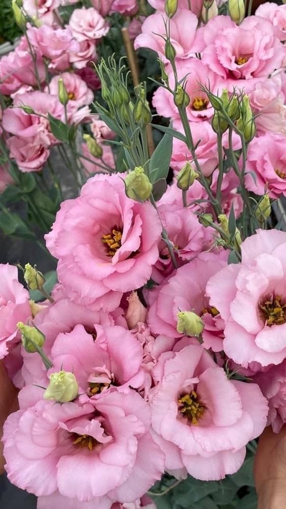 Baby Pink Eustoma (Lisianthus) Flower Seeds – Heirloom, Non-GMO, High Germination Organic Garden Seeds for Planting