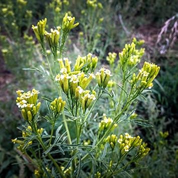 Flower Seeds, Seeds,Seeds For Planting,Plant Seeds