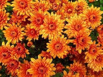 Flower Seeds, Seeds,Seeds For Planting,Plant Seeds