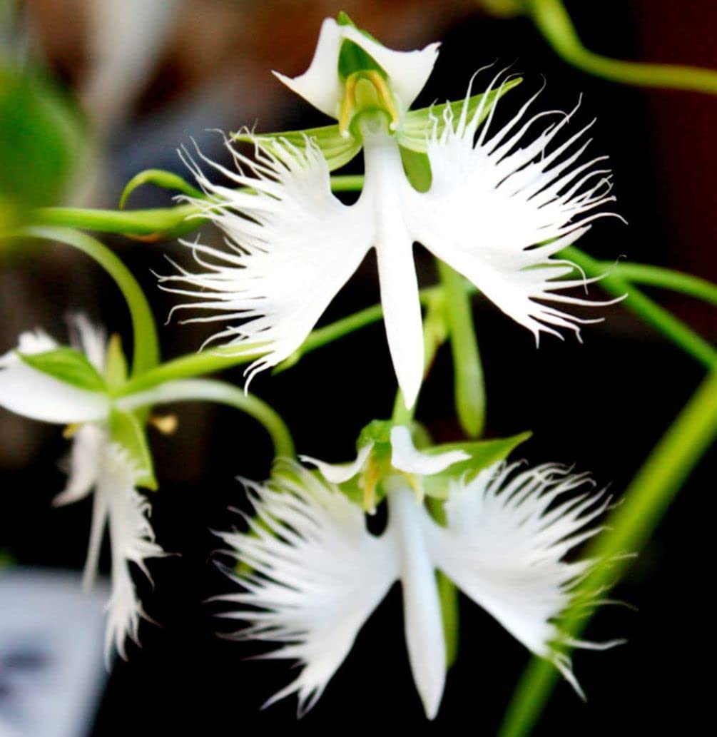 Flower Seeds, Seeds,Seeds For Planting,Plant Seeds