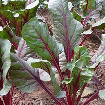 Green Intybus Vegetable Seeds for Planting – Heirloom & Non-GMO Seeds, Bitter Greens for Gourmet Salads