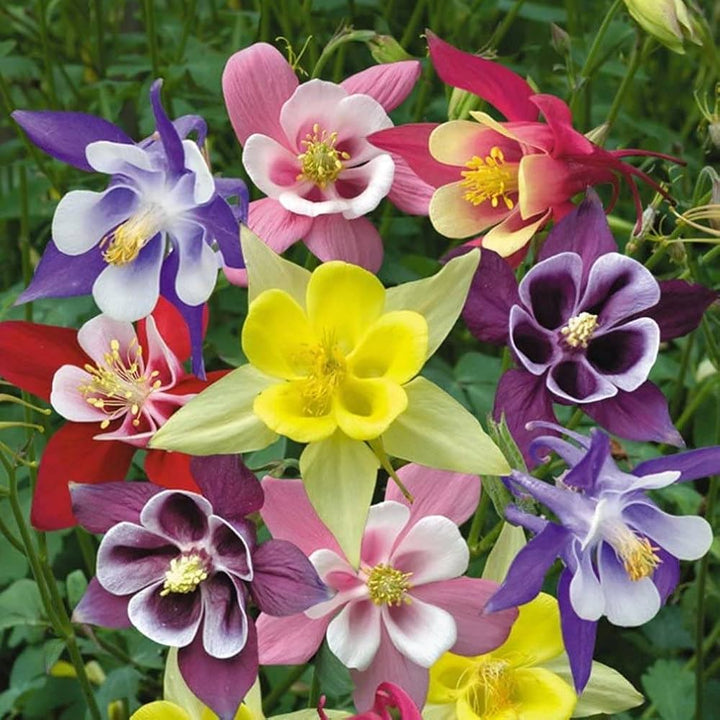 Mixed Colour Aquilegia Flower Seeds for Planting – Heirloom, Non-GMO, Bright Blooms, High Germination