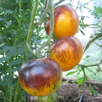 Vegetable Seeds,Garden seeds, Seeds For Planting,Plant Seeds