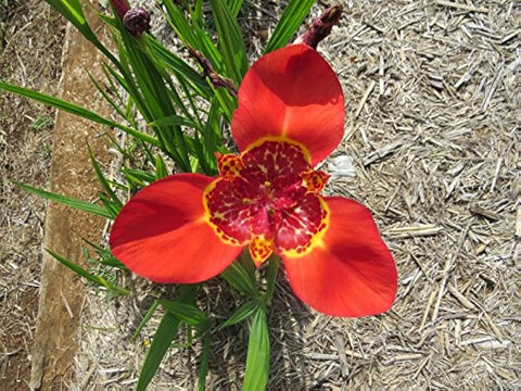 Flower Seeds, Seeds,Seeds For Planting,Plant Seeds