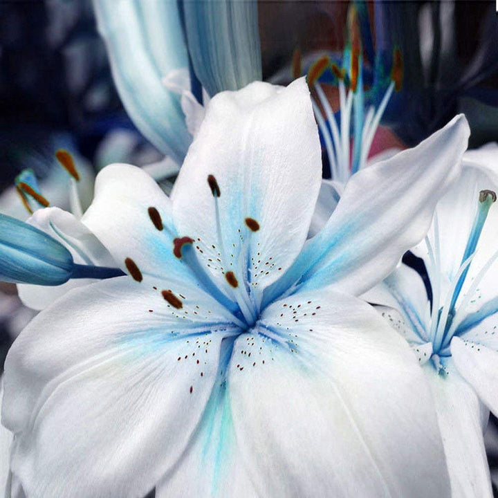 Lilium Flower Seeds for Planting White Blue – Heirloom, Non-GMO, High Germination Organic Garden Seeds