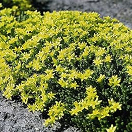 Flower Seeds, Seeds,Seeds For Planting,Plant Seeds