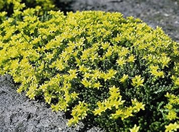 Flower Seeds, Seeds,Seeds For Planting,Plant Seeds