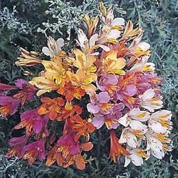 Flower Seeds, Seeds,Seeds For Planting,Plant Seeds