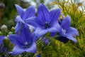 Balloon Flower Seeds for Planting – Heirloom, Non-GMO, Drought-Tolerant High Germination Seeds