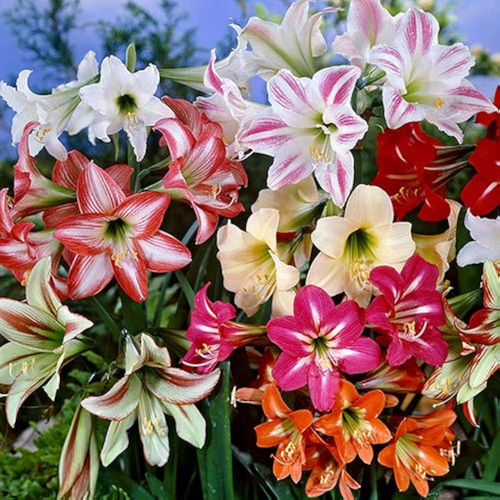 Mixed Color Amaryllis Flower Seeds for Planting – Heirloom, Non-GMO, High Germination Cut Flower Variety