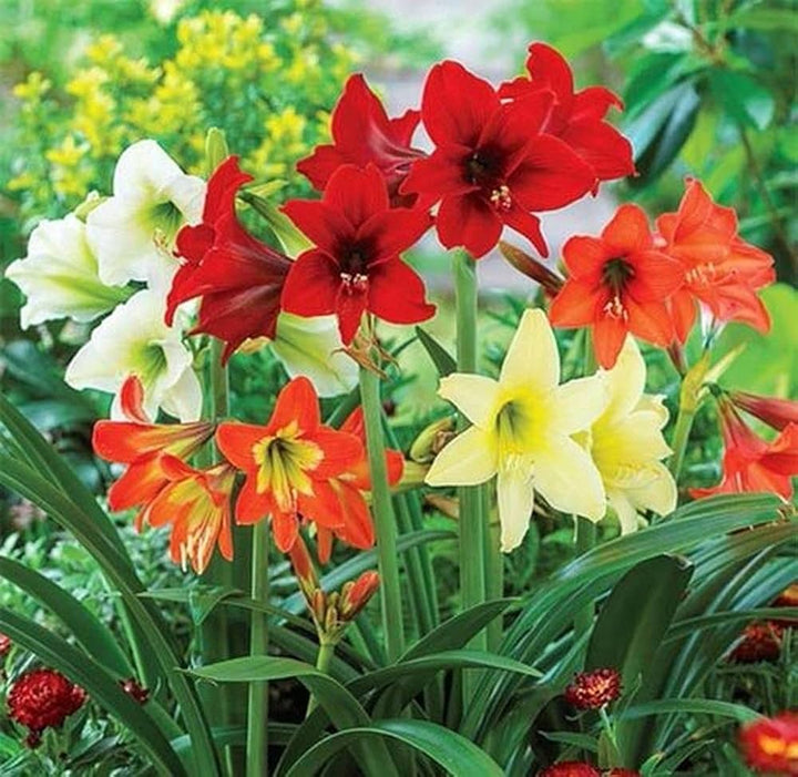 Flower Seeds, Seeds,Seeds For Planting,Plant Seeds
