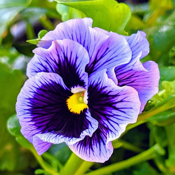 Flower Seeds, Seeds,Seeds For Planting,Plant Seeds