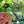 Fruit Seeds,Garden seeds, Seeds For Planting,Plant Seeds