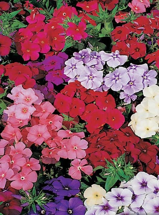 Mix Creeping Phlox Flower seeds for Planting - Long Bloom Season, Heirloom & GMO Free Seeds for Home Garden