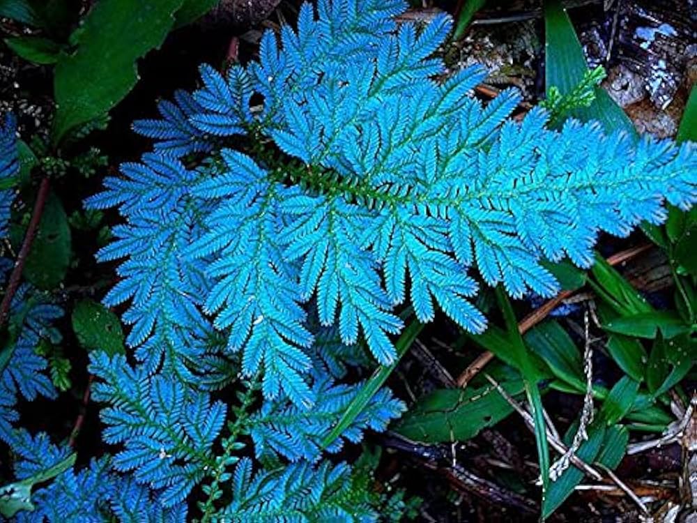 Blue Fern Seeds for Planting – Heirloom, Non-GMO, Colorful Display, High Germination Organic Garden Seeds