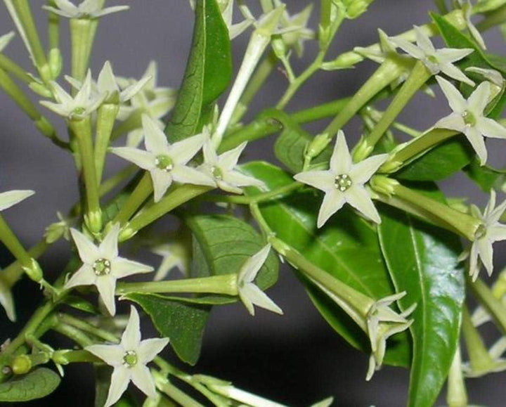 Flower Seeds, Seeds,Seeds For Planting,Plant Seeds