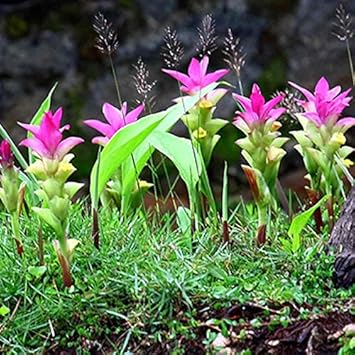 Pink Turmeric Flower Seeds (Curcuma) for Planting – Organic, Heirloom, Non-GMO Tropical Blooms for Garden & Landscaping
