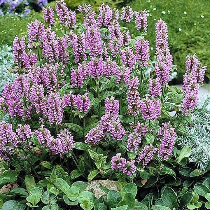 Nepeta Flower Seeds for Planting – Heirloom, Non-GMO, High Germination Organic Garden Seeds
