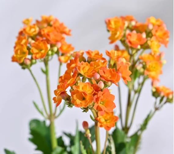 Red Yellow Kalanchoe Flower Seeds for Planting – Heirloom, Non-GMO, Pollinator Friendly, Organic Garden