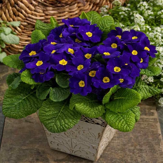 Purple Yellow Primula Malacoides Seeds – Heirloom, Non-GMO, High Germination Seeds for Planting Home Garden