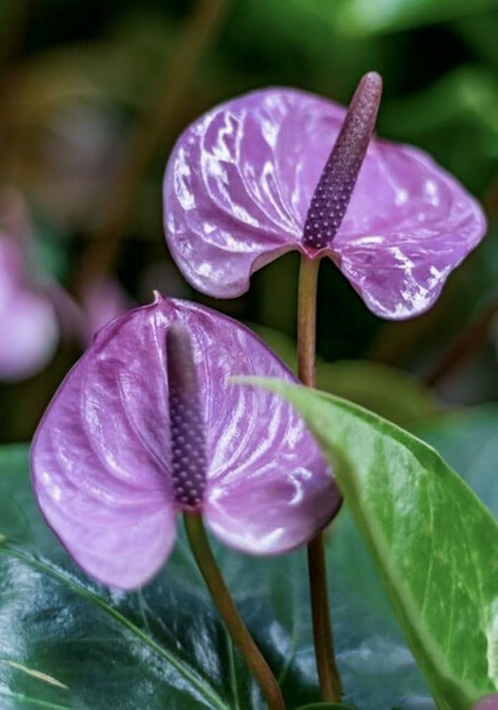 Anthurium Violet Flower Seeds for Planting – Heirloom, Non-GMO, High Germination Organic Garden Seeds