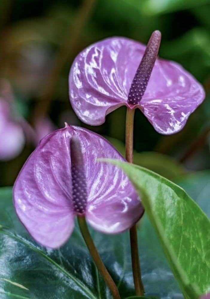 Violet Anthurium Flower Seeds for Planting – Heirloom, Non-GMO, High Germination Organic Garden Seeds