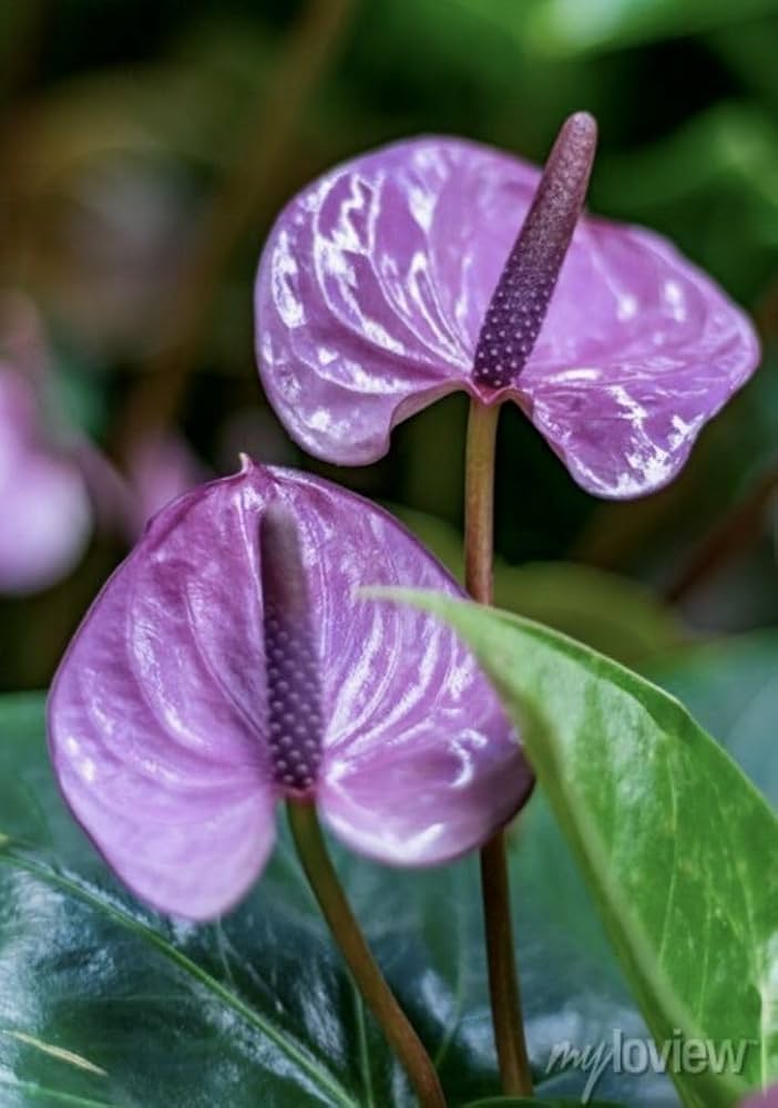 Violet Anthurium Linden Flower Seeds for Planting – Heirloom, Non-GMO, Drought-Tolerant Organic Garden Seeds