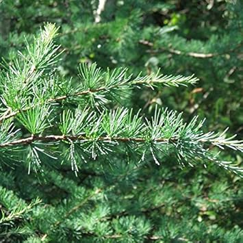 Herb Seeds,Garden seeds, Seeds For Planting,Plant Seeds