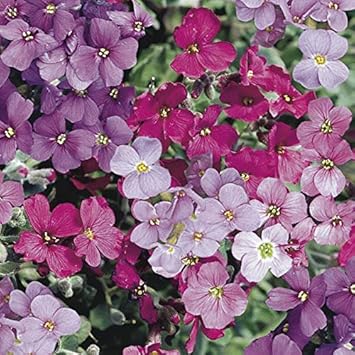 Flower Seeds, Seeds,Seeds For Planting,Plant Seeds