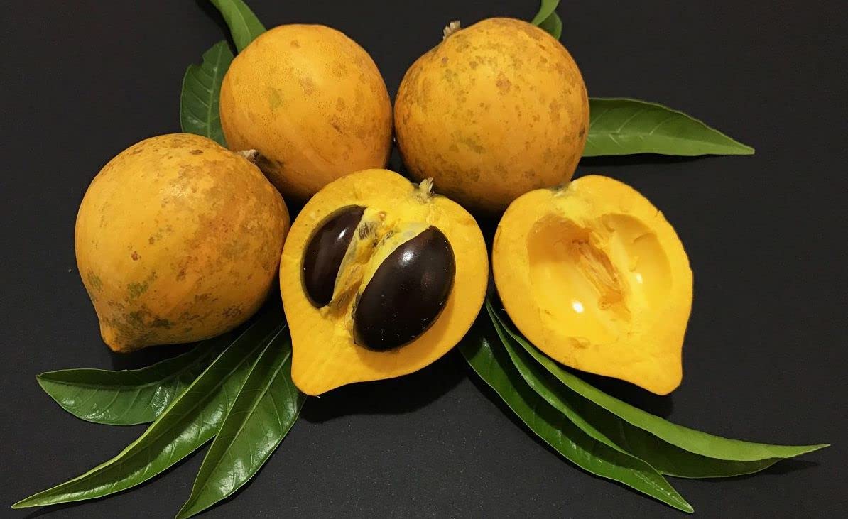 Campechiana Fruit Seeds for Planting – Heirloom, Non-GMO Rare Delicious Tropical Garden Fruit Seeds