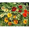 Red Nasturtium Flower Seeds 100 pcs – Heirloom, Non-GMO, High Germination, Organic Garden Seeds for Planting