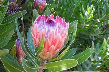 Flower Seeds, Seeds,Seeds For Planting,Plant Seeds
