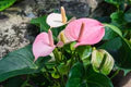 Baby Pink Anthurium Flower Seeds for Planting – Cottage Garden Essential, Heirloom, Non-GMO, Organic Garden Seeds