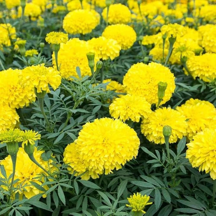 Yellow Flower Pot Flower Seeds for Planting – Heirloom Non-GMO, High Germination Organic Garden Seeds