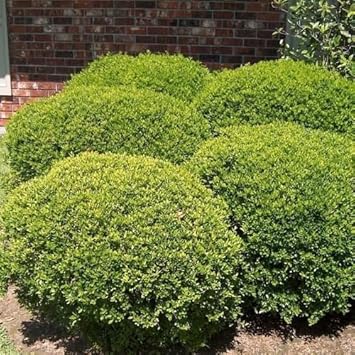 Flower Seeds, Seeds,Seeds For Planting,Plant Seeds