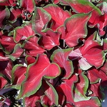 Flower Seeds, Seeds,Seeds For Planting,Plant Seeds