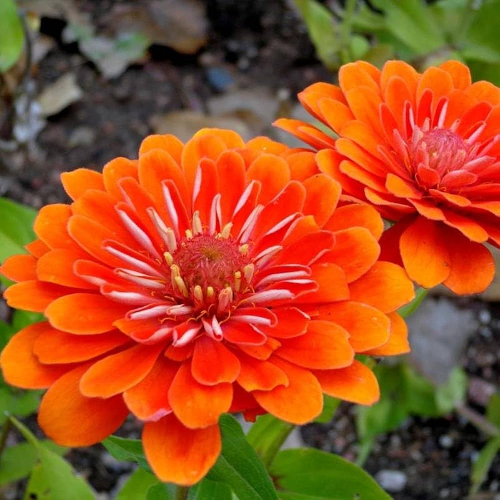 Orange Red Zinnia Flower Seeds for Planting – Cut Flower Favorite, Heirloom &amp; Non-GMO Garden Seeds