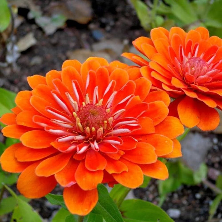 Orange Red Zinnia Flower Seeds for Planting – Cut Flower Favorite, Heirloom &amp; Non-GMO Garden Seeds