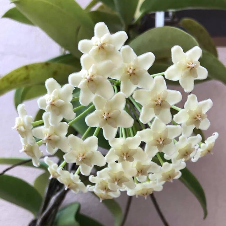 White Hoya Carnosa Flower Seeds for Planting – Heirloom, Non-GMO, High Germination Organic Garden Seeds