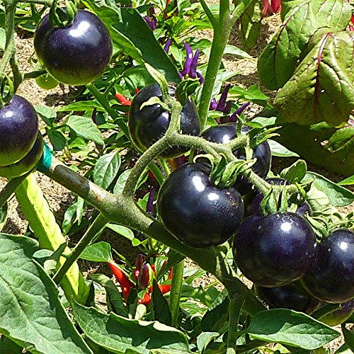 Truffle Black Tomato Seeds for Planting – Heirloom, Non-GMO, Rare Vegetable Garden Seeds – High Germination