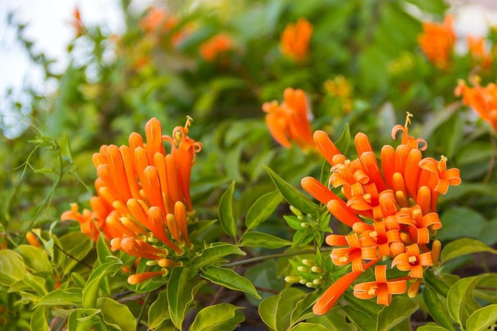 Flower Seeds, Seeds,Seeds For Planting,Plant Seeds