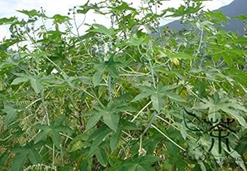 Flower Seeds, Seeds,Seeds For Planting,Plant Seeds