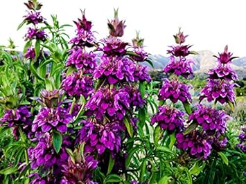 Violet Lemon Bee Flower Seeds for Planting – Heirloom, Non-GMO, High Germination Organic Garden Seeds
