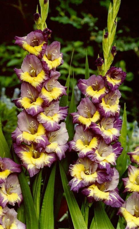 Purple Yellow Gladiolus Flower Seeds for Planting – Heirloom, Non-GMO, High Germination Seeds