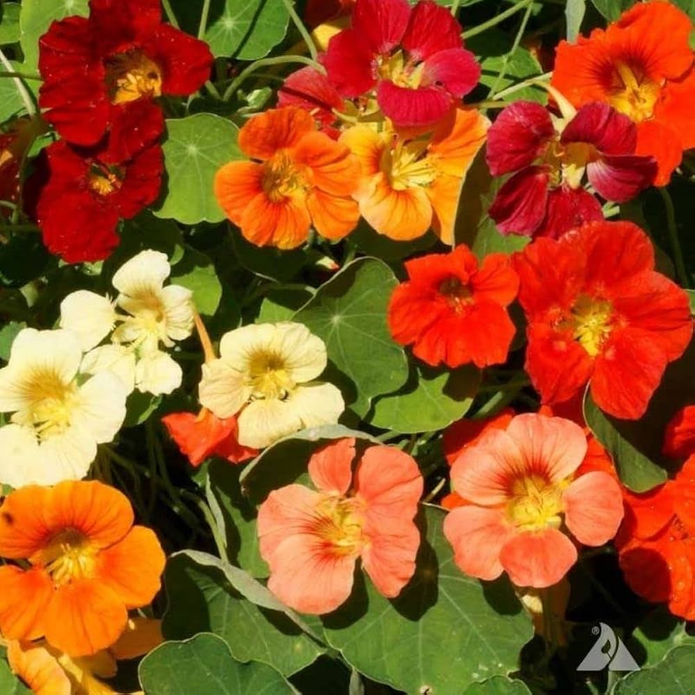 Mixed Nasturtium Flower Seeds for Planting - Heirloom, Non-GMO, High Germination Organic Garden Seeds
