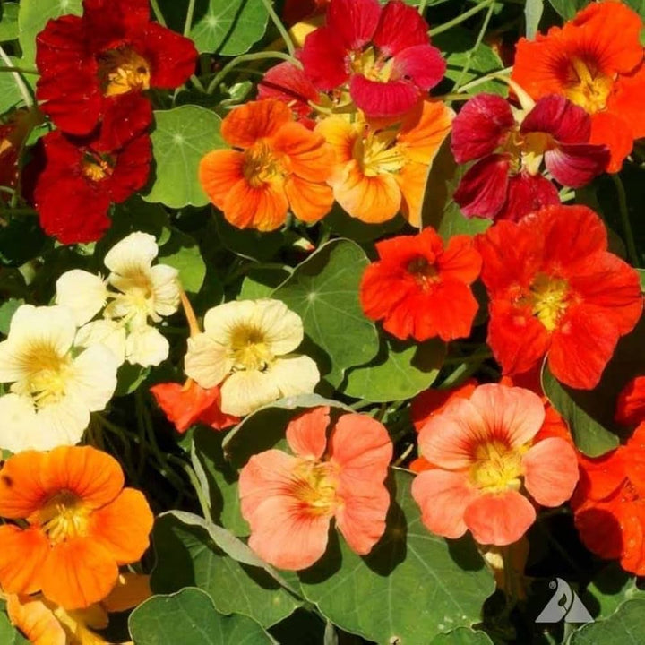 Mixed Nasturtium Flower Seeds for Planting - Heirloom, Non-GMO, High Germination Organic Garden Seeds